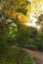 Sunlit forest path with vibrant green and yellow autumn leaves. Sun peeks through branches, creating a peaceful, warm atmosphere.