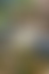 Collage of nature scenes, people outdoors, and a dog. Text reads "April 2026 Life Updates" with a website link. Vibrant and serene mood.