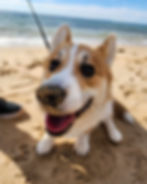 Beach Benji