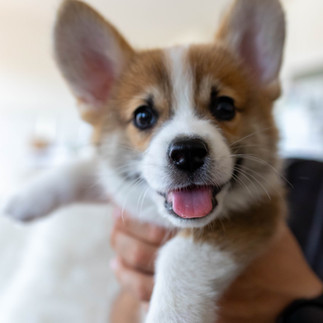 Smiley Benji as a pup
