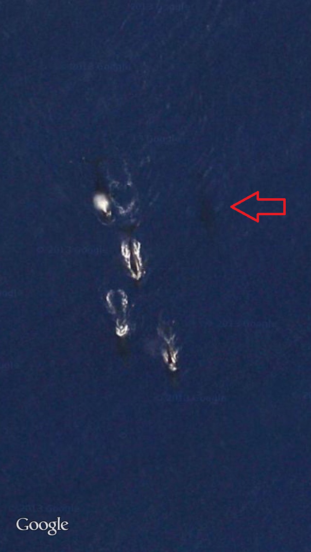 Four whales swimming in deep blue ocean, with a red arrow pointing at a dark shape. Google watermark is visible in the lower left.