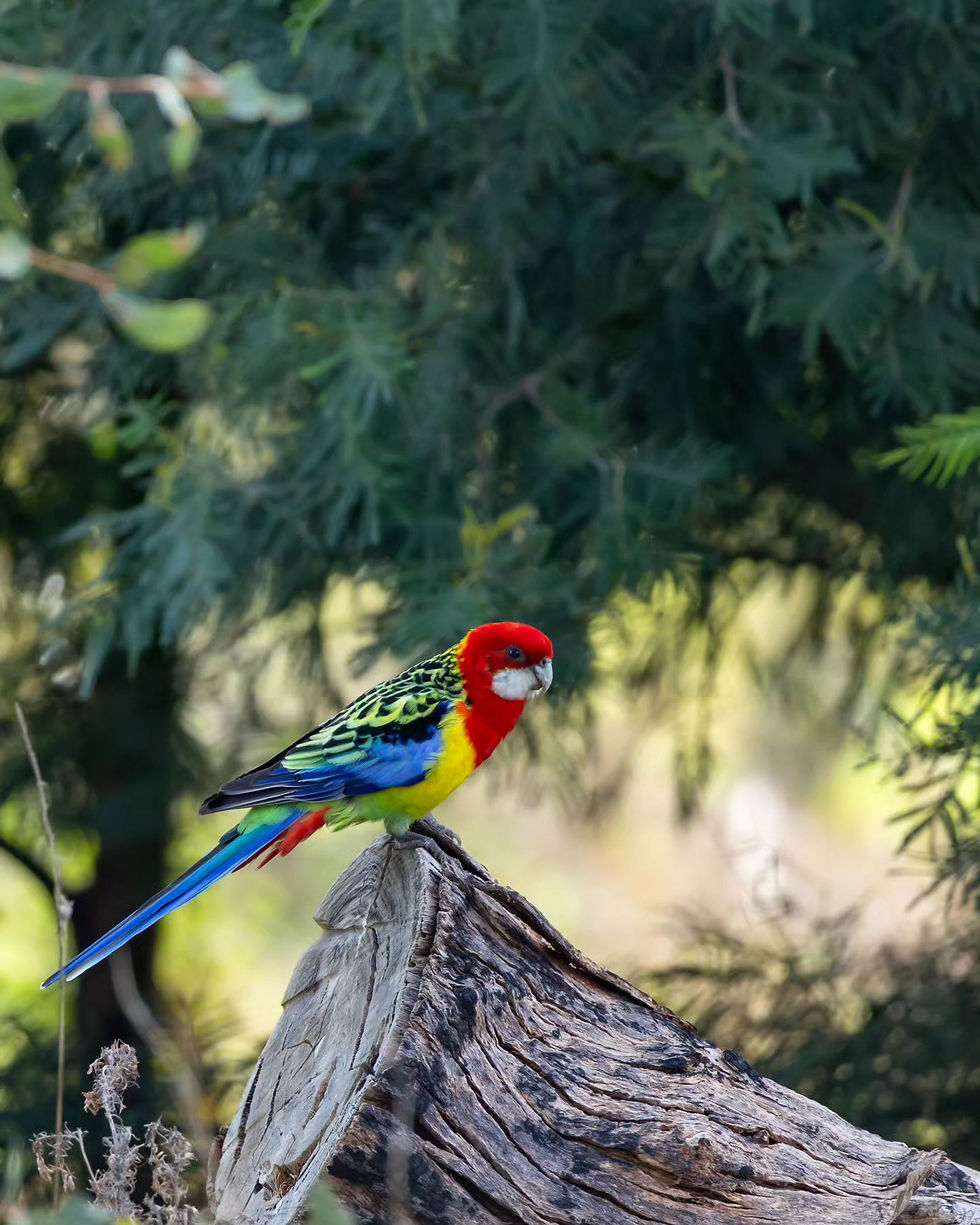 Colorful parrot with red, yellow, and blue feathers perches on a log. Green foliage in the background adds a natural setting.