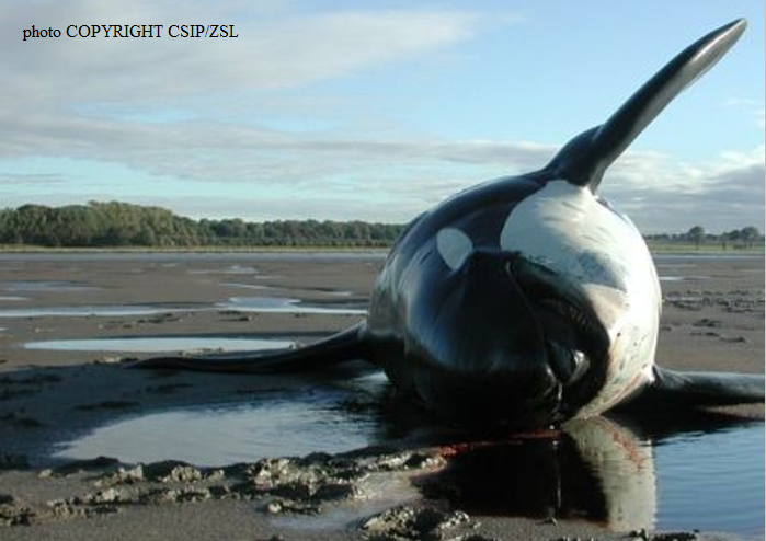 Les Orques Et Les Dauphins Europeens Menaces Par Les Pcb