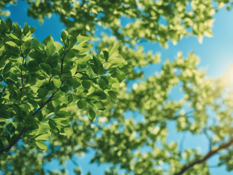 Expert Tree Care Solutions for Dallas Properties