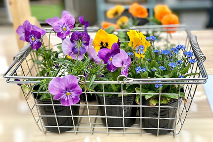 花の種・苗もお取り扱い