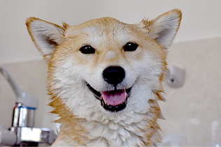 シャンプー・カット料金（犬種・大・小により多少料金が前後します）