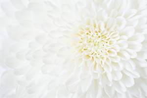 菊の花