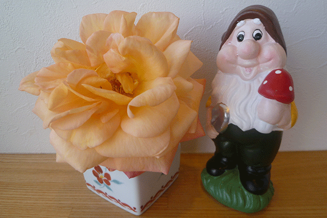 オレンジのバラ