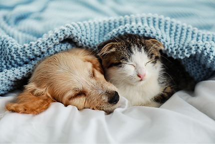 対象動物/犬、猫