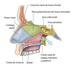 Las fosas nasales filtran,calientan y humedecen el aire antes de entrar a los pulmones.