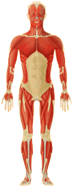 anatomia-05.gif