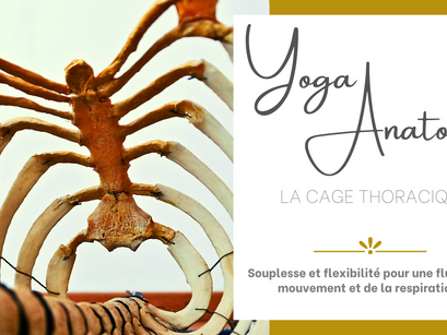 LA CAGE THORACIQUE : TEMPLE DE LA RESPIRATION