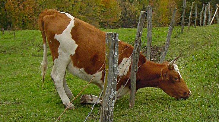grass-is-greener