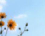 arnica-2803785_1920_edited.jpg