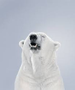 Zaria Forman Polar Bear inspiration.jpeg