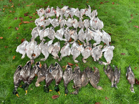 BC Waterfowl Hunting