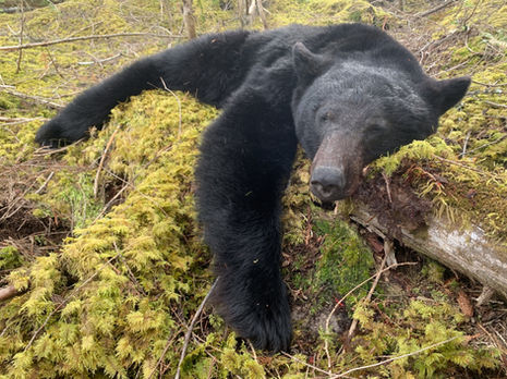 BC Black Bear Hunt
