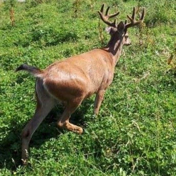 BLACKTAIL DEER