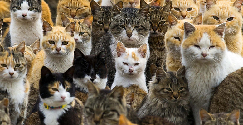 cats.jpg
