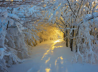 surviving winter