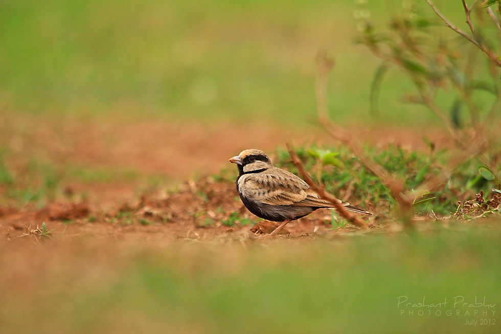 foraging on ground
