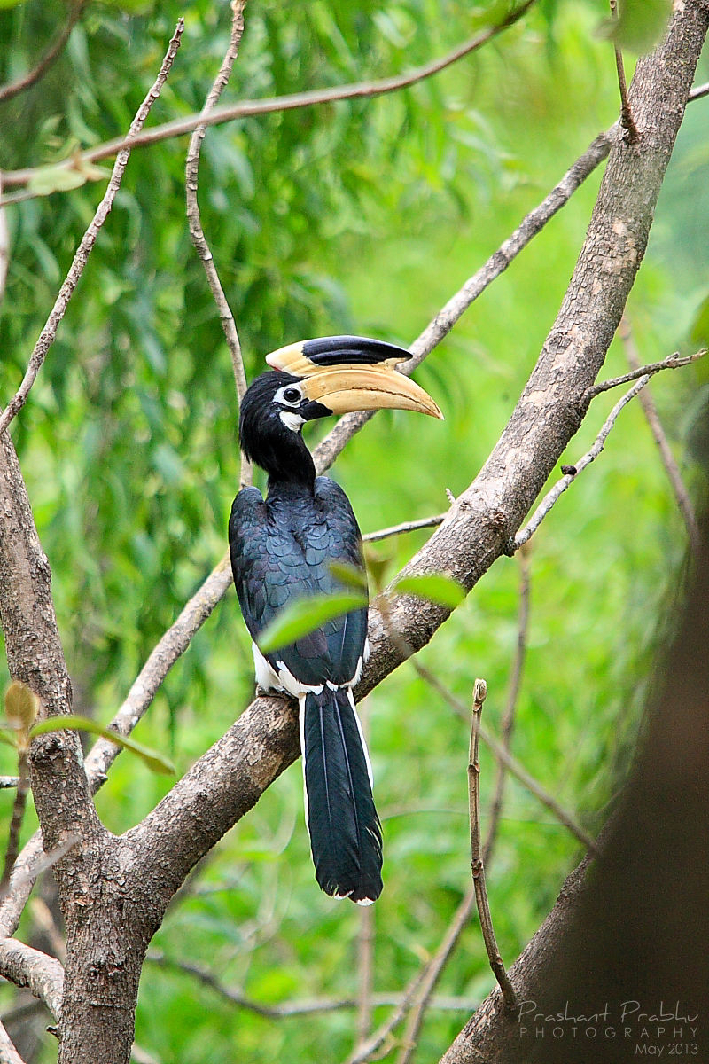 perch