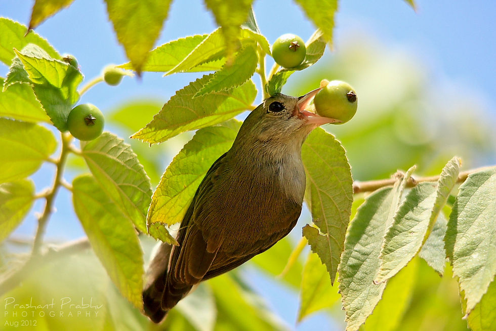 puncturing a berry