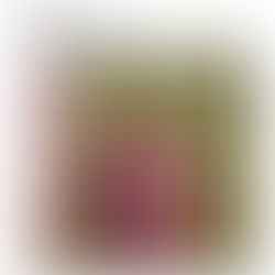 Llegó Taylor Switf a la Argentina y la lluvia de memes colmó las redes