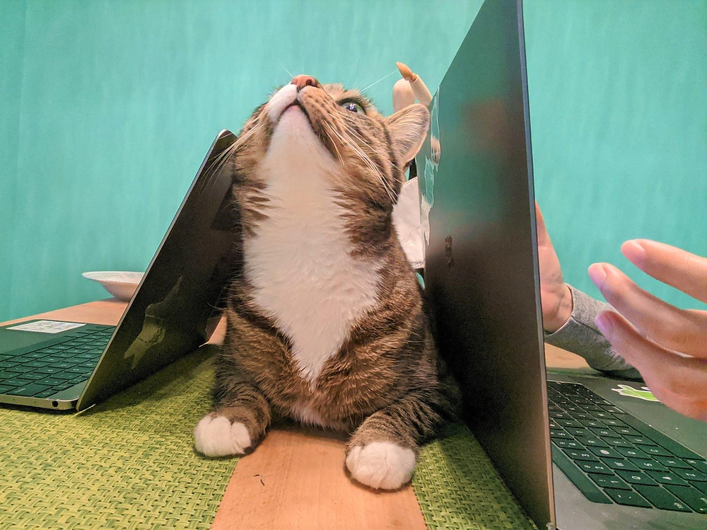 A cat sitting between two laptops