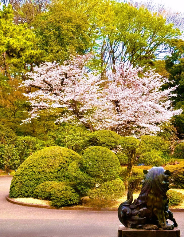 Cherry blossoms in full bloom and guardian lion statues in the garden