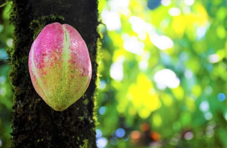 Cacao fruit from a farm in Peru with a direct contract