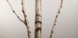 white birch X