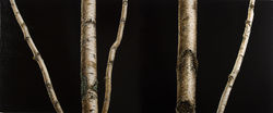 black birch 72 x 30