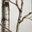 Thumbnail: White Birch, oil on panel, 48" x 48" x 1.5"