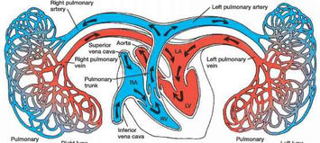 Heart functions