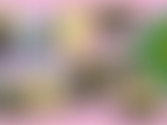 みかん狩り