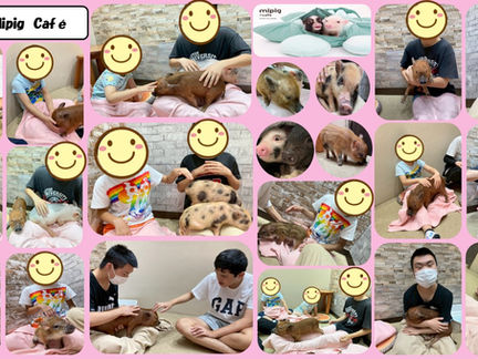 Mipig cafe