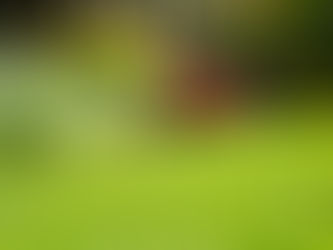 Does Robotic Mowing Make My Grass Better?