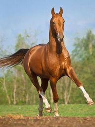 Assil7.jpg