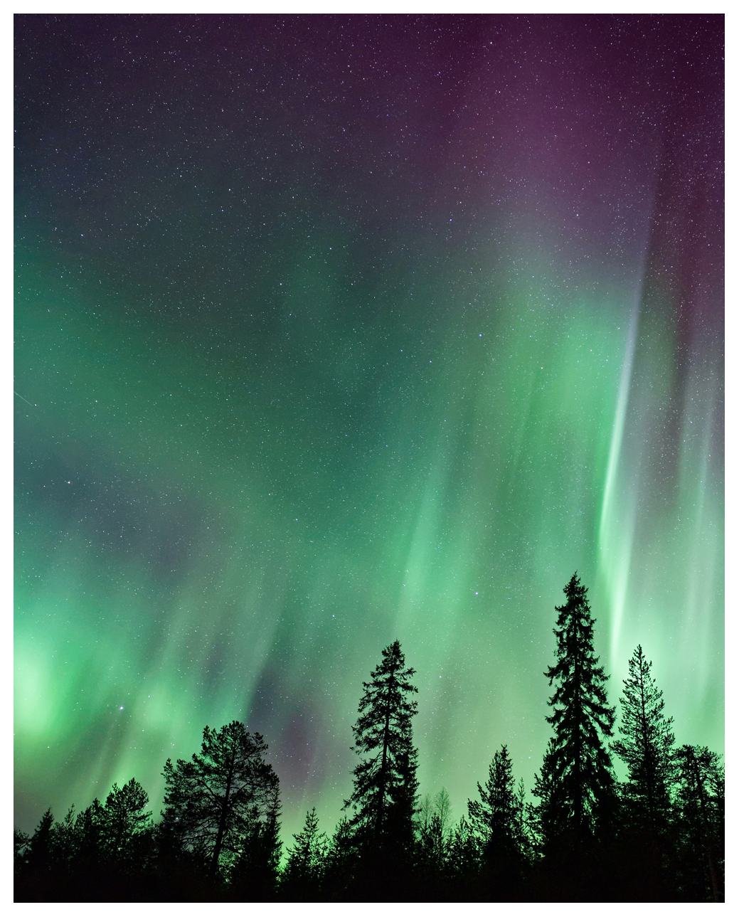 Beyond the Pines 8x10" Print