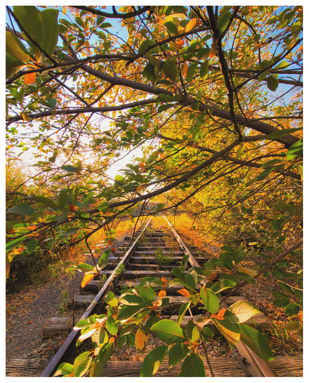 Abandoned Track 8x10" Print