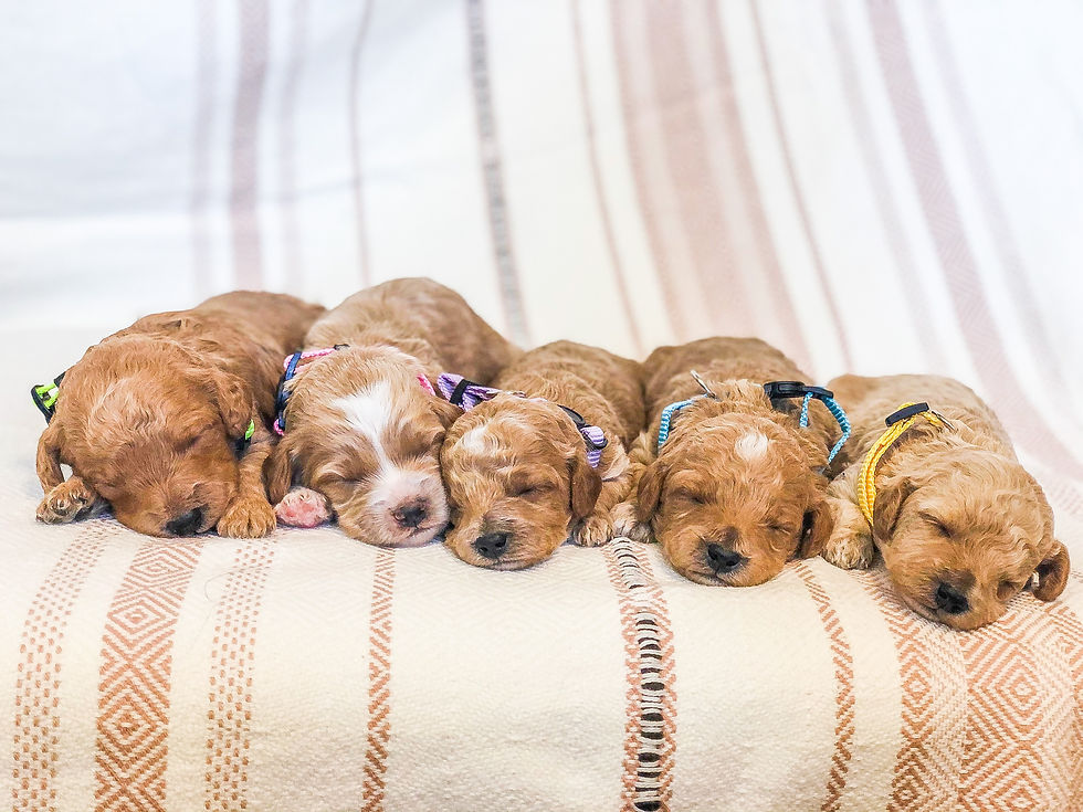 Morgan Valley Doodles Newborn Mini GoldenDoodles in Utah