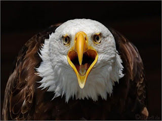 Curso dos animais de Totêmicos Online  