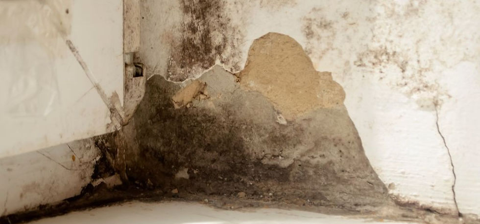 muffa sul muro