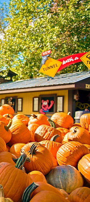 a large pile of pumpkins