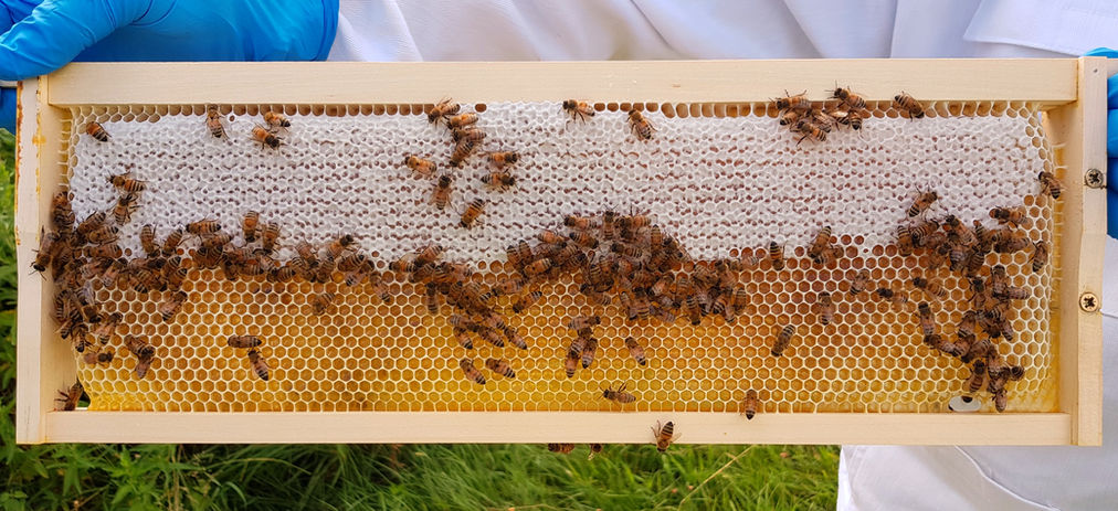 Frame of honey