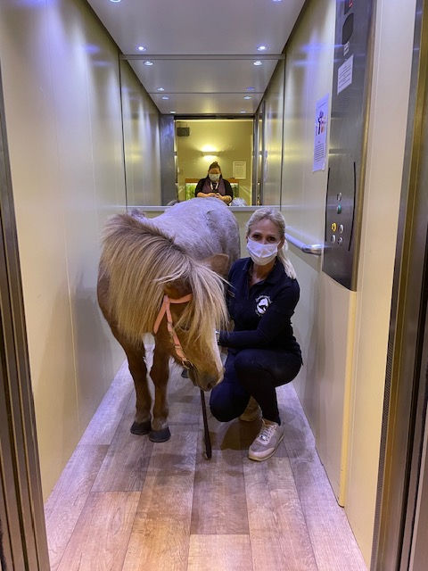 Pony therapy Care home visits pony experiences therapy ponies