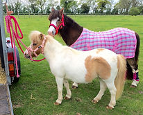 pony parties bedford pony parties london pony hire london unicorn party childrens pony parties
