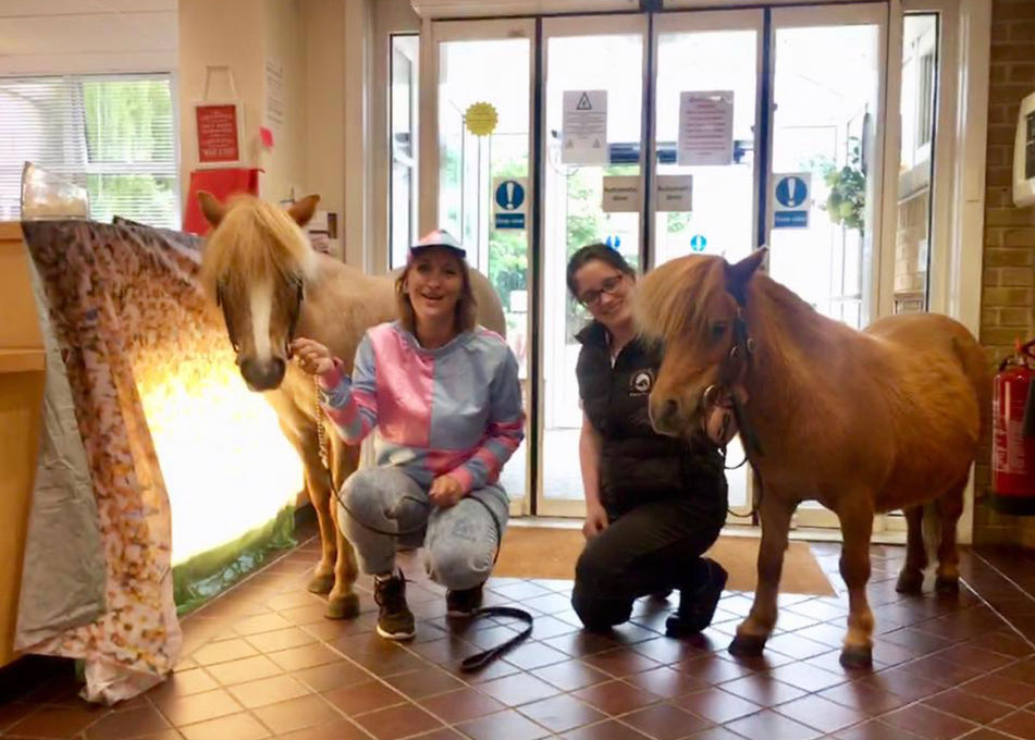 Pony therapy Care home visits pony experiences therapy ponies