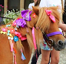 unicorn party london pony hire pony parties london pony parties essex pony parties norfolk pony parties hertfordshire pony hire unicorn parties pony school visits tiny tots riding lessons Gemma Collins met Cambridge Shetland Ponies